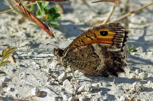 Arethusana arethusa