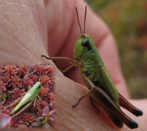 Réf. 62 881 : Pseudochorthippus parallelus
