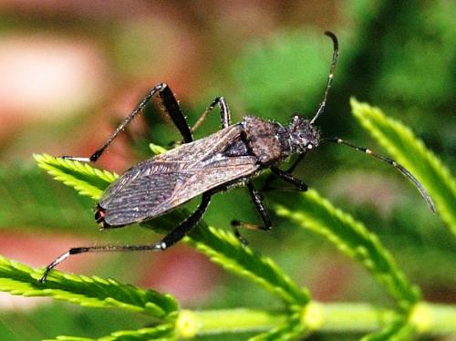 Alydus calcaratus