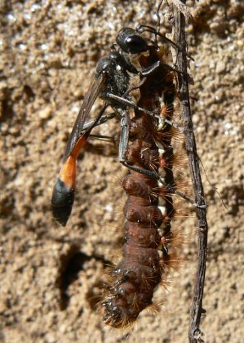 Ammophila sabulosa