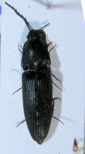 Crepidophorus mutilatus