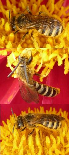 Réf. 62 610 : Halictus scabiosae