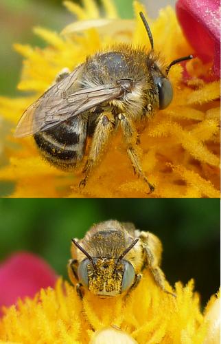 Réf. 62 609 : Anthophora bimaculata