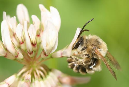 Melitta sp.