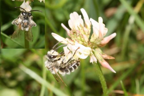Melitta sp.