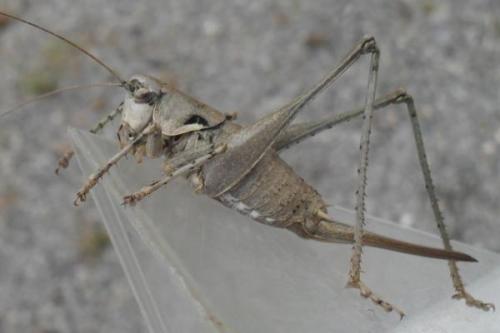 Antaxius pedestris pedestris
