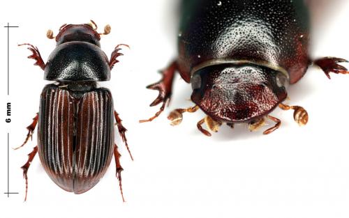 Agrilinus constans