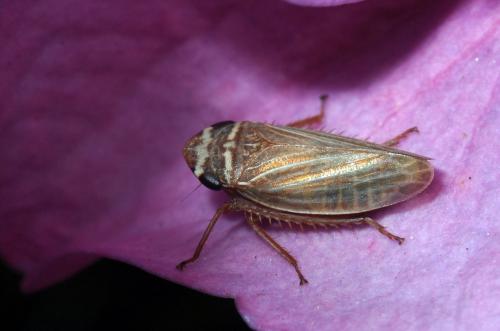 Aphrodes sp.