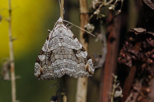 Aplocera sp.