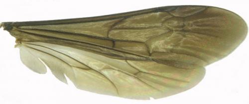 Aporus planiceps