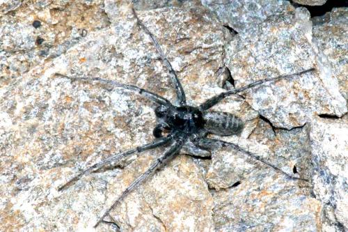 Pardosa sp.