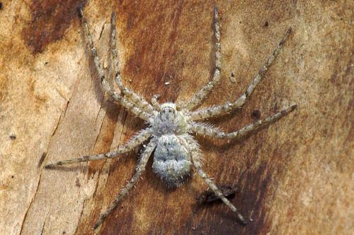 Philodromus margaritatus