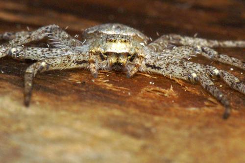 Philodromus margaritatus