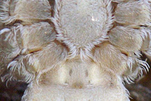 Philodromus margaritatus