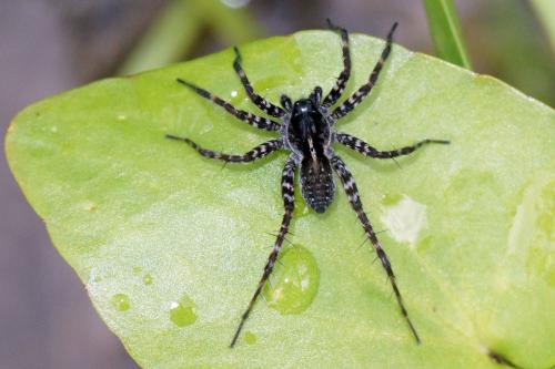 Pardosa prativaga