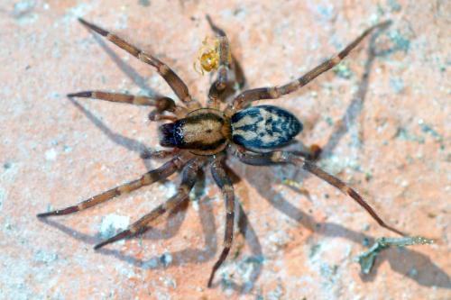 Réf. 62 513 : Liocranum rupicola