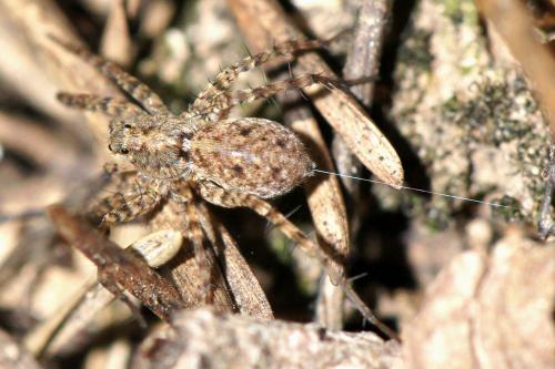 Pardosa sp.