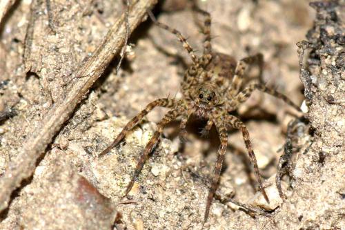 Pardosa sp.