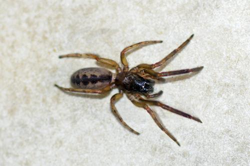 Segestria senoculata