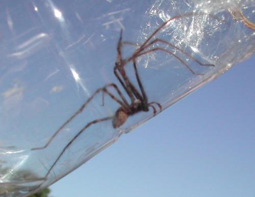 Tegenaria parietina