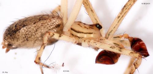 Episinus maculipes