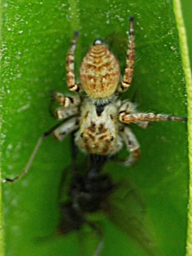 Carrhotus xanthogramma