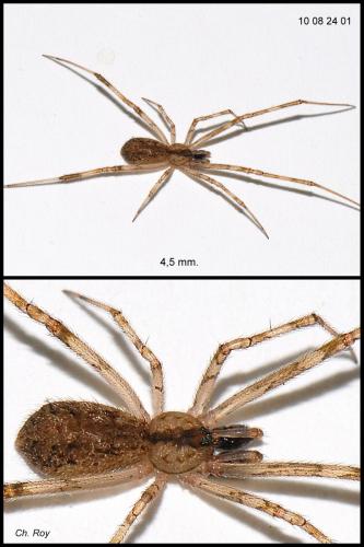Episinus maculipes