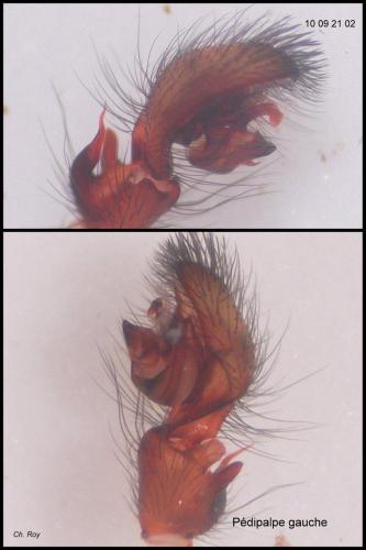 Amaurobius erberi
