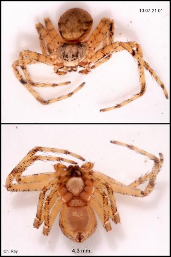 Philodromus margaritatus