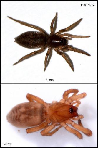 Réf. 62 349 : Haplodrassus sp.
