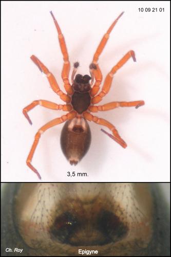 Walckenaeria acuminata
