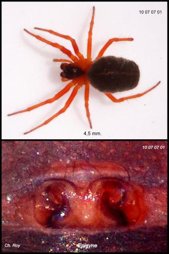 Hypsosinga heri