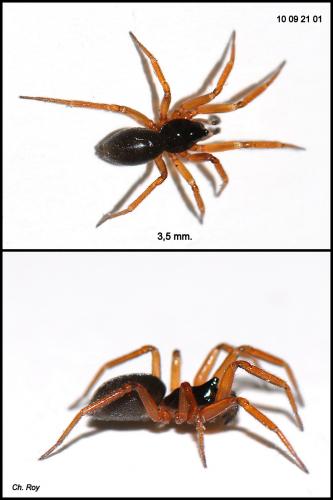 Walckenaeria acuminata
