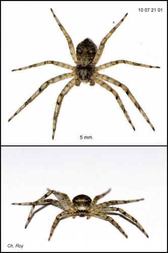 Philodromus margaritatus