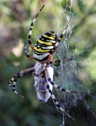 Argiope bruennichi