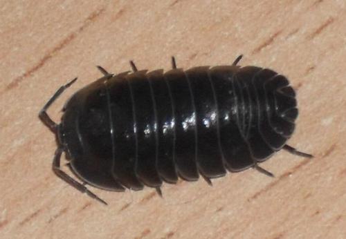 Armadillidium depressum