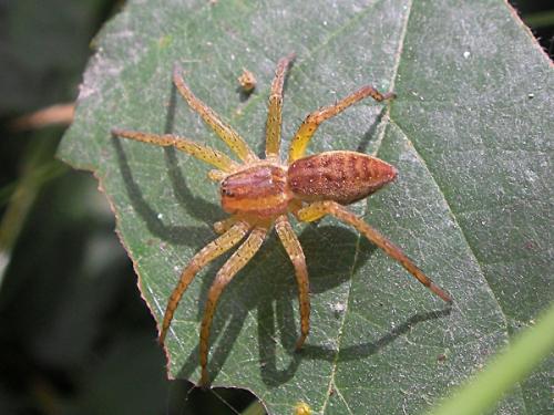 Dolomedes sp.