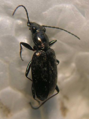 Réf. 62 283 : Asaphidion caraboides