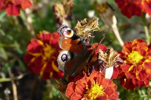 Aglais io