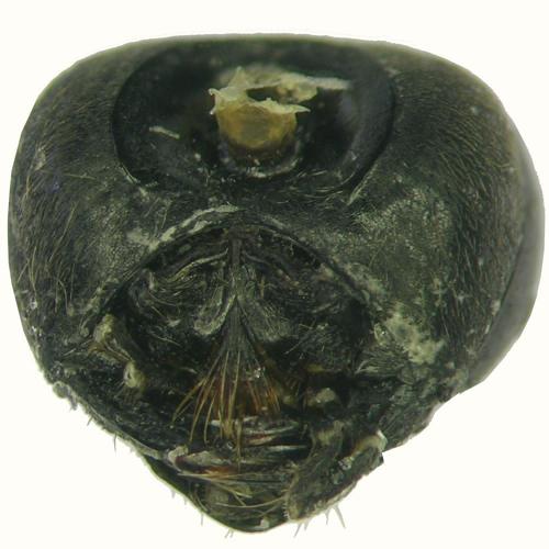 Réf. 62 968 : Auplopus albifrons