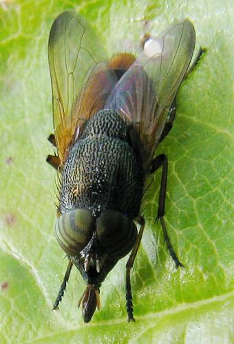 Rhinia sp.