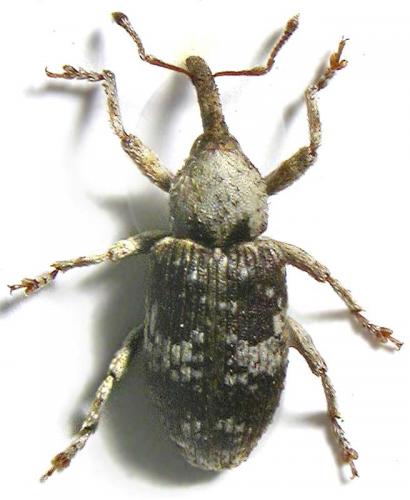 Acentrus histrio