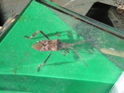 Leptoglossus occidentalis
