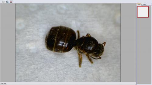Lasius sp.