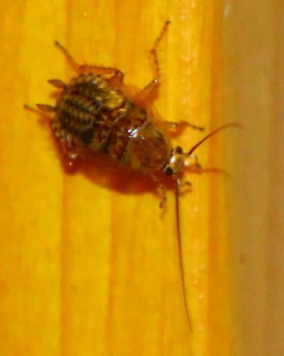 Ectobius sp.