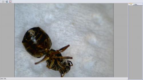 Lasius sp.