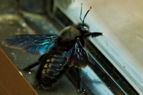Xylocopa violacea