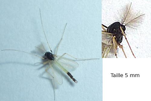 Microtendipes pedellus