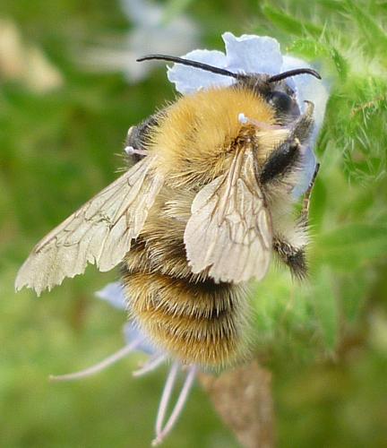 Réf. 62 611 : Bombus pascuorum