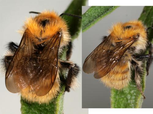 Bombus sp.